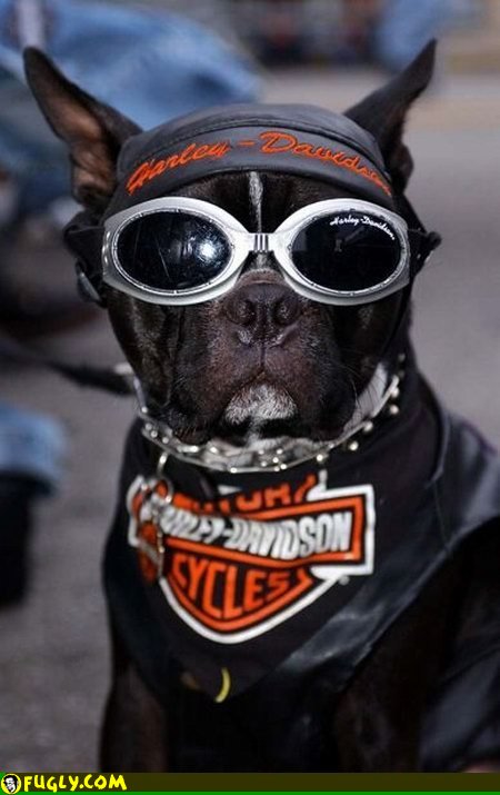 harley-dog